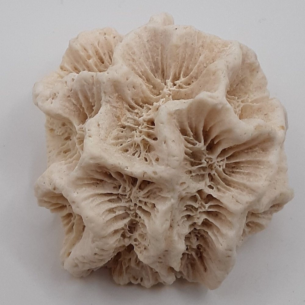 White Rose Coral Manicina Areolata Colonial Species Stony Coral Brain Coral - Picture 5 of 9